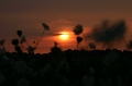 Sunset thru wild flowers (47096499)